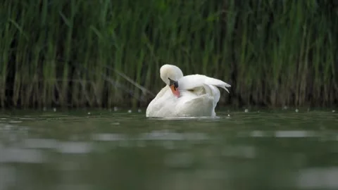 Mute Swan Grooming While Drifting on Calm Water - 4K Wildlife Slow Motion Stockbeeldmateriaal 335390637