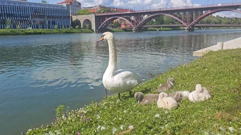 Mute Swan Guarding Cygnets By Old Bridge Maribor Slovenia Stock Footage 340539441