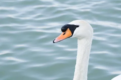 Mute Swan Head Stock Photos