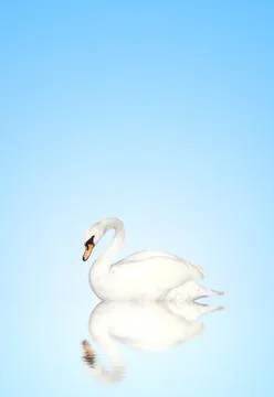 Mute swan Stock Illustration