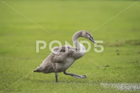 Mute Swan juvenile standing in a puddle of water in a field. Stock Photos