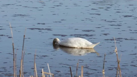 A mute swan on the lake Stock Footage 172434586
