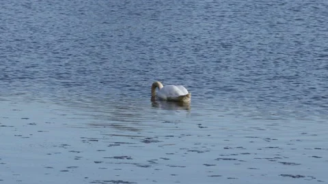 A mute swan on the lake Stock Footage 172435567
