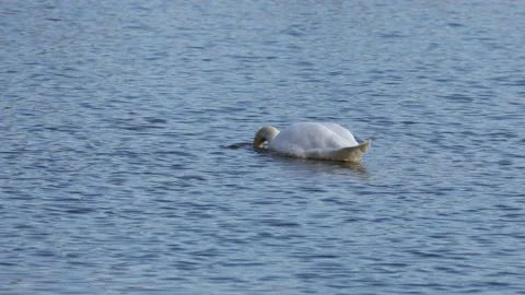 A mute swan on the lake Stock Footage 172436612