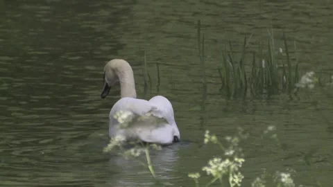 Mute swan on a lake Stock Footage 256201142