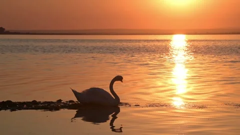 Mute Swan Lies Down and Preens in a Lake with Colorful Sunset Reflections Stock Footage 314708325