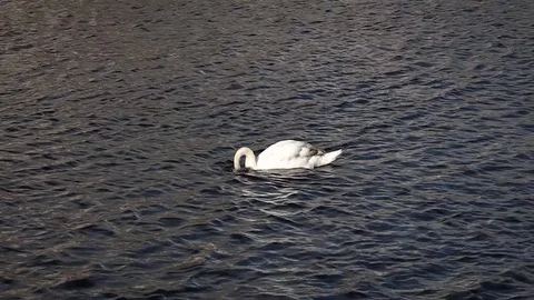 Mute Swan Lifting it's Head out the Water and Wagging it's Tail - Slow Motion Stock Footage 129261553