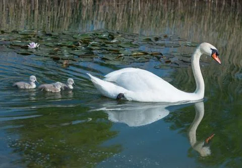 Mute swan mother and new born cygnets Stock Photos