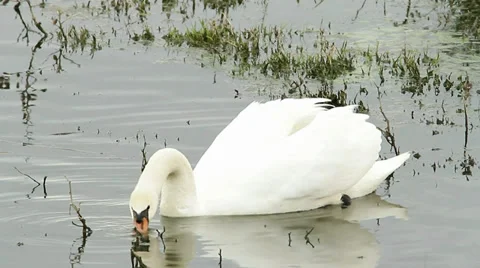 Mute swan in natural habitat Stock Footage 36372053