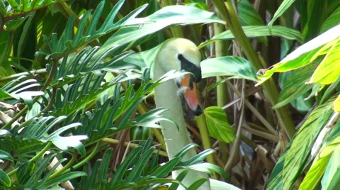 Mute Swan Neck Stock Footage 50136191