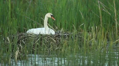 Mute swan on the nest Stock Footage 10573342