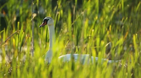 Mute Swan on the nest Stock Footage 10573985