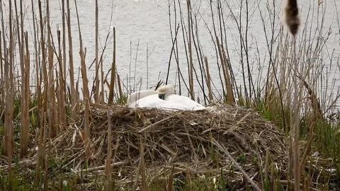 Mute swan on a nest Stock Footage 173474469