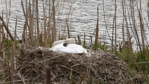 Mute swan on a nest Stock Footage 173474603