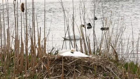 Mute swan on a nest Stock Footage 173474671