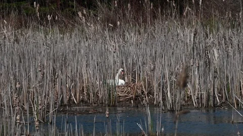 Mute Swan Nest Video stock 274427422