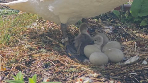 Mute swan nest Stock Footage 337230844