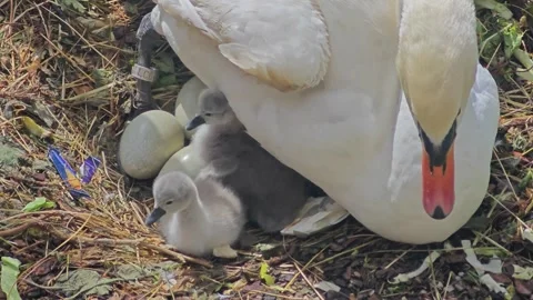 Mute Swan Nesting with Cygnets and Unhatched Eggs Stock Footage 339190545