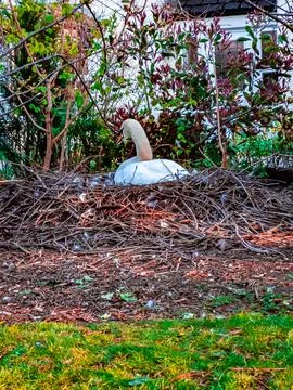 Mute Swan Nesting on a Large Stick Nest Stock Photos