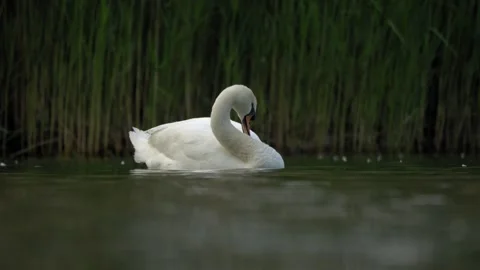 Mute Swan Observing and Scratching Head - 4K Wildlife Slow Motion Vídeos de archivo 335389629