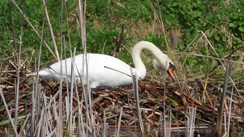 The mute swan pair is constructing the nest in the reeds Video stock 149194546