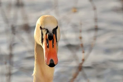 Mute swan Stock Photos