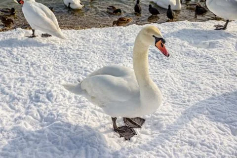 Mute swan Stock Photos