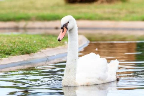 Mute swan Stock Photos