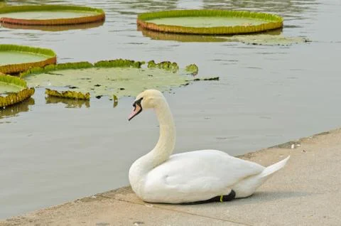 Mute swan Foto stock