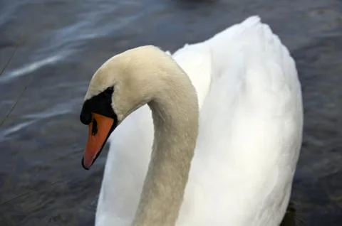 Mute Swan Stock Photos