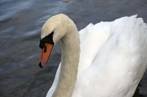 Mute Swan Stock Photos