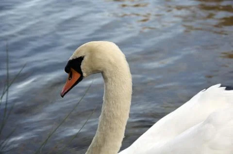 Mute Swan Stock Photos