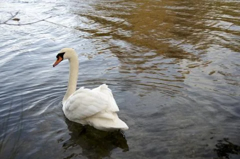 Mute Swan Stock Photos