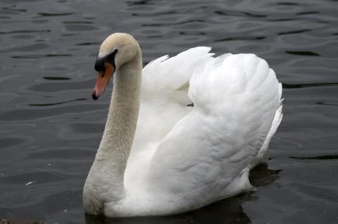 Mute swan Stock Photos