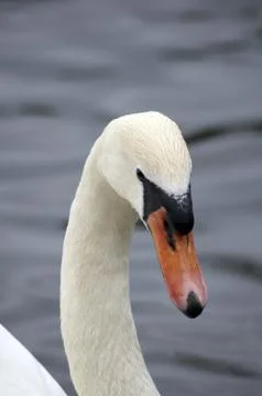 Mute swan Stock Photos