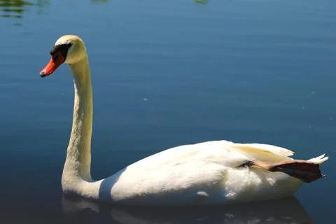 Mute swan Stock Photos