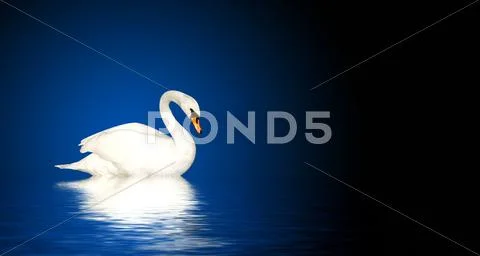 Mute swan Stock Photos