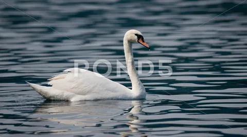 Mute Swan Stock Photos