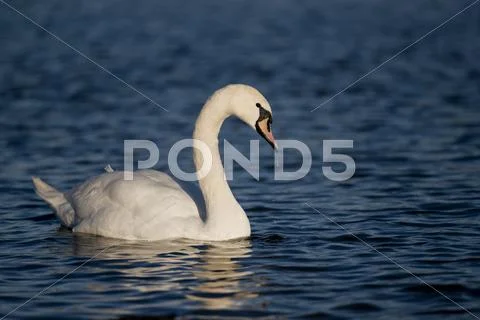 Mute Swan Stock Photos