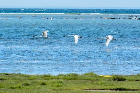 Mute swan Stock Photos