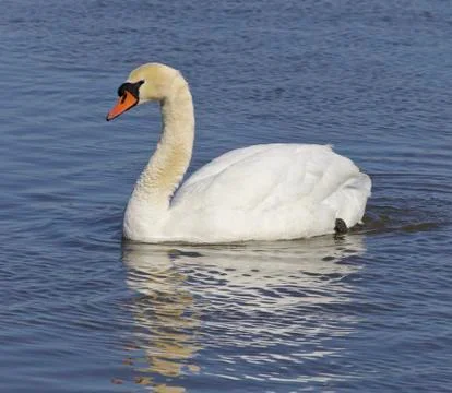 Mute swan Stock Photos