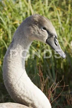 Mute Swan Stock Photos