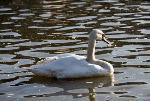 Mute swan Foto stock