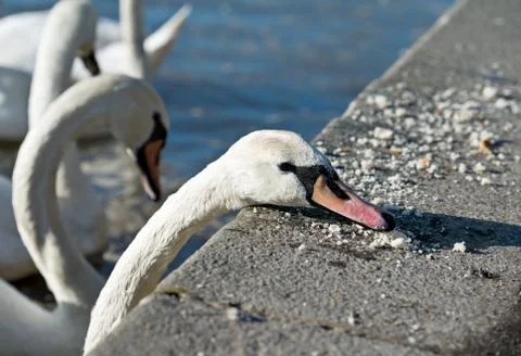Mute swan Stock Photos