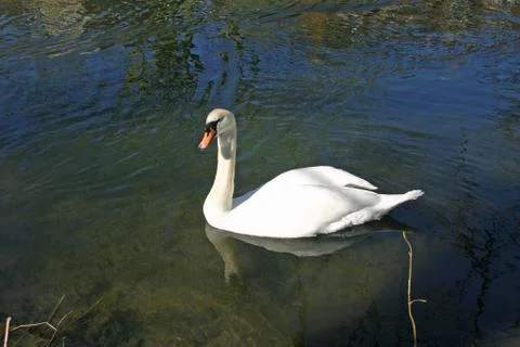 Mute swan Stock Photos