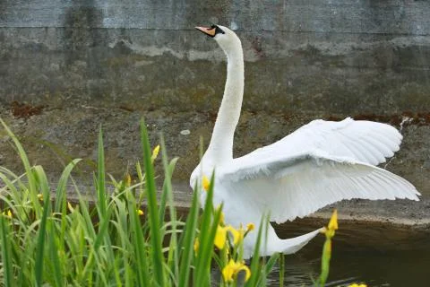 Mute swan Stock Photos