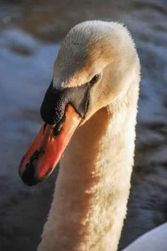 Mute swan 스톡 사진