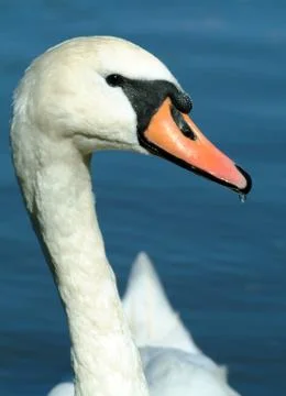Mute Swan Stock Photos
