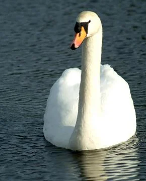 Mute Swan Stock Photos