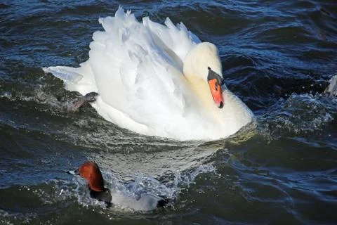 Mute swan Stock Photos